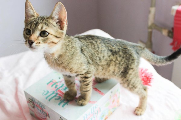 Quels sont les avantages d'inclure des fruits frais dans le régime alimentaire d'un perroquet Ara?