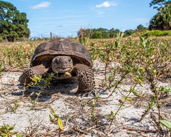 Quels signes indiquent que votre tortue de Floride est en bonne santé?