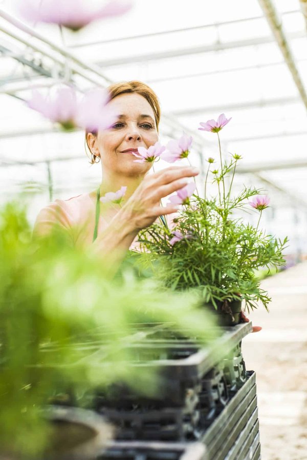 Comment les animaux marins utilisent-ils les récifs coralliens comme nurseries?